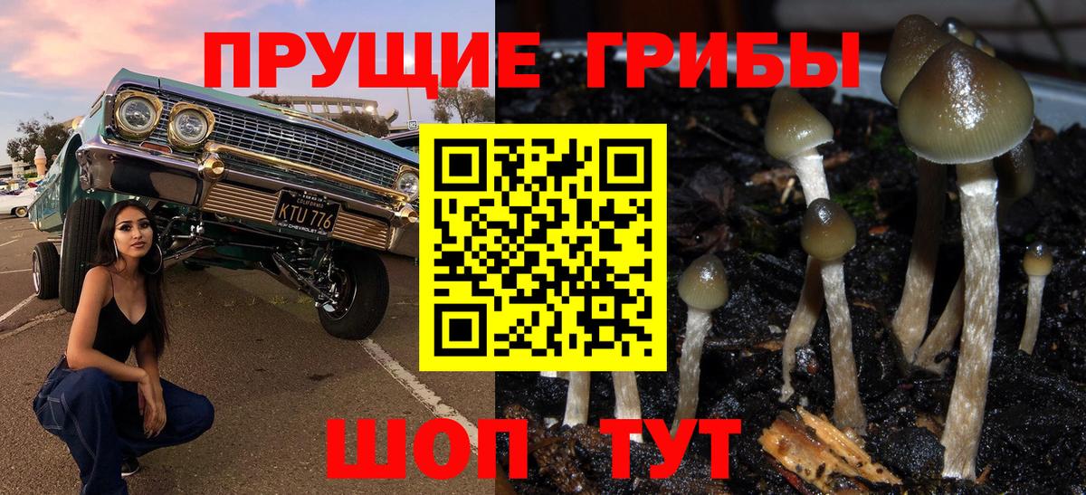 Галлюциногенные грибы Psilocybe  Псилоцибиновые грибы мицелий  Владикавказ 